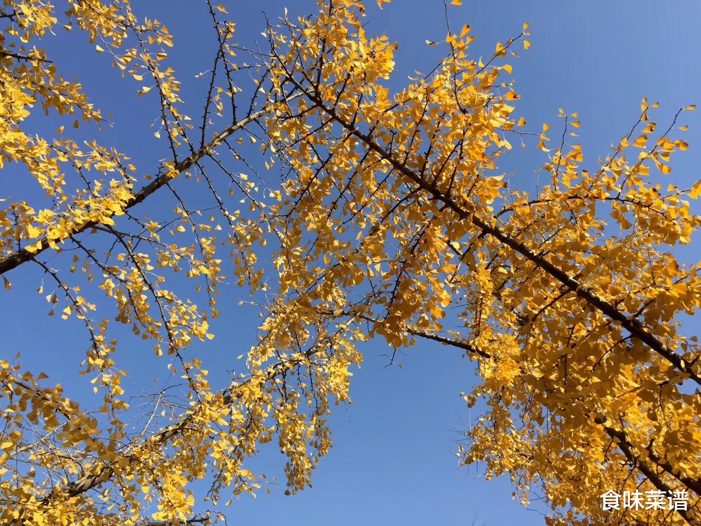 肠胃|天凉多喝银耳汤，滋补身体好，牢记3技巧，软糯黏稠，出胶快又多