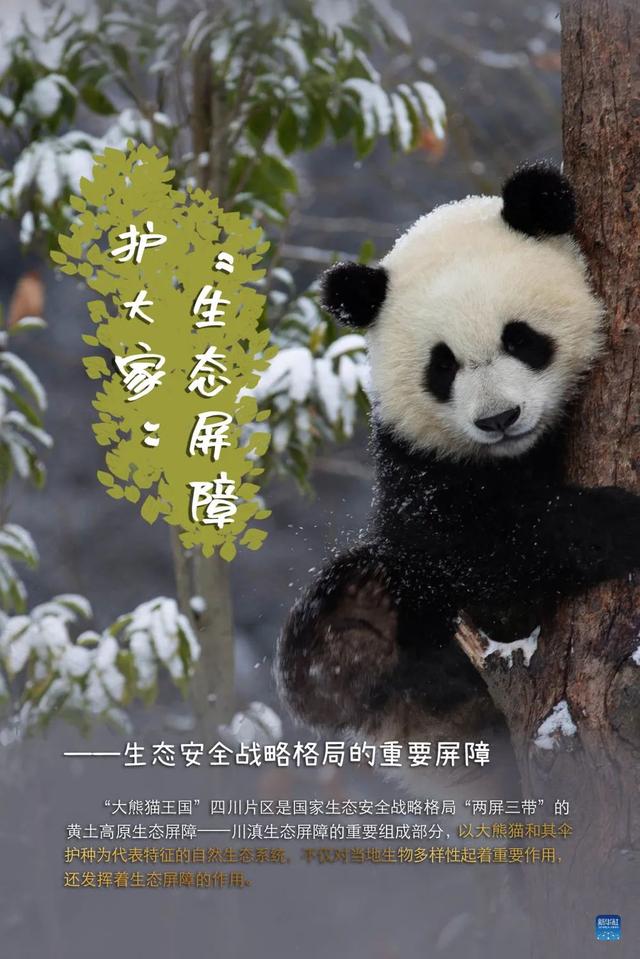 大熊猫 “降级”啦