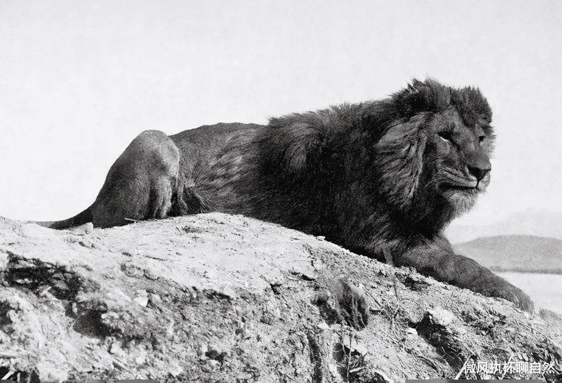 微风执杯聊自然|狮子和老虎谁更强大？99年前的1922年，最强的狮王不幸灭绝了