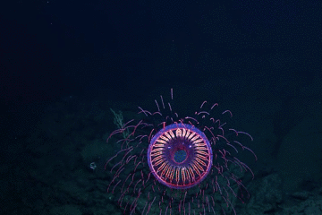  外星生命也没这么漂亮！潜水员拍到奇特生物，如同深海绽放的烟花