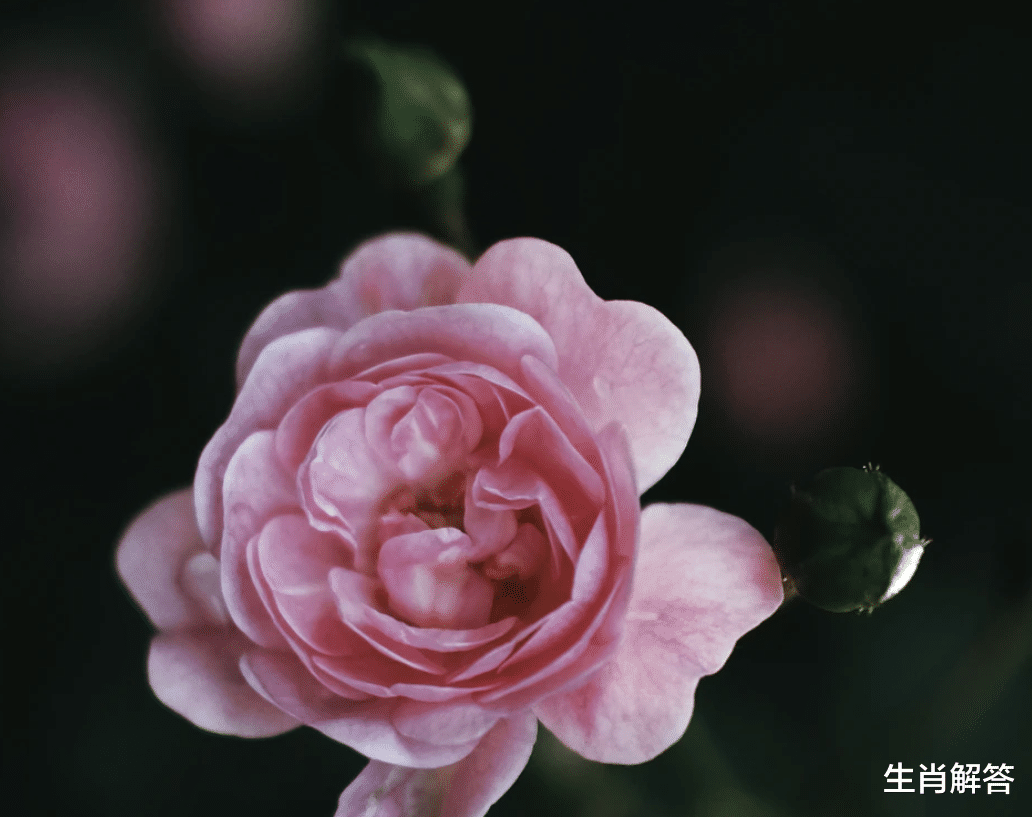 生肖解答|7月底，重拾旧爱，难解深情，遇见挚爱，3星座心心念念，爱火重燃