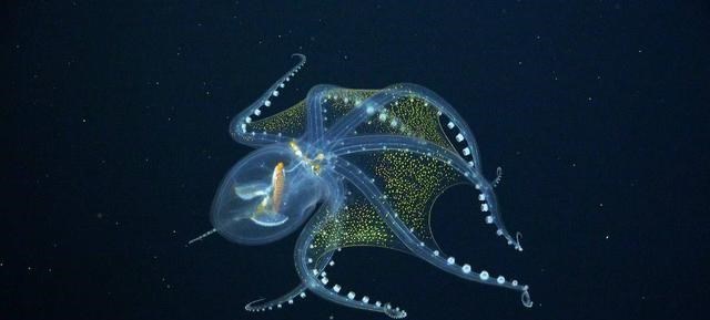 化石 无奇不有：盘点自然界种的8种“透明”物种，总有你没见过的！