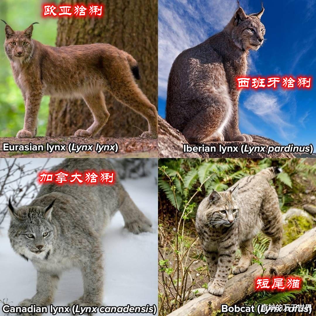 猞猁遇上美洲狮，谁会赢？永恒的自然法则：“杀或被杀”