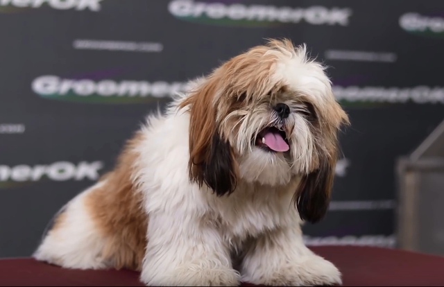 明星|西施犬首次充当“模特”，看我七十二变，瞬间变为小“仙女”!