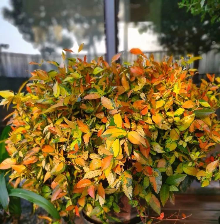 因为这个50㎡露台，买了这套房子，历时7年DIY打造成花园，太美了