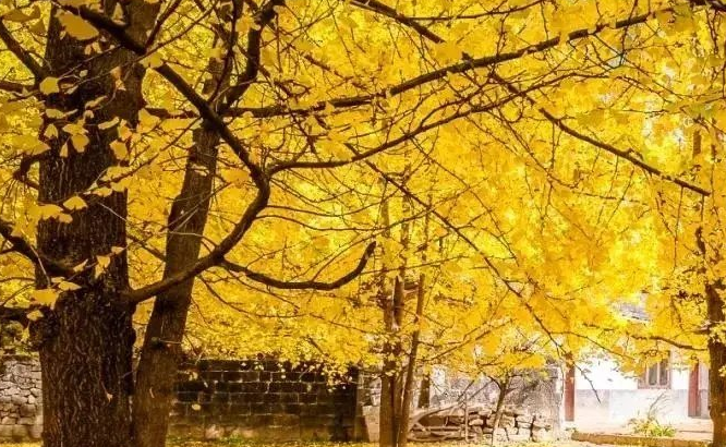 路边的野花也不能乱采,要是采到保护植物,可能会给自己惹麻烦