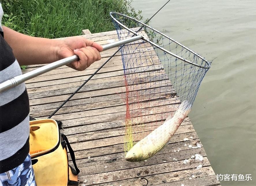 饵料|滑鱼、轻口鱼很难上钩?鱼钩选对,一样爆护