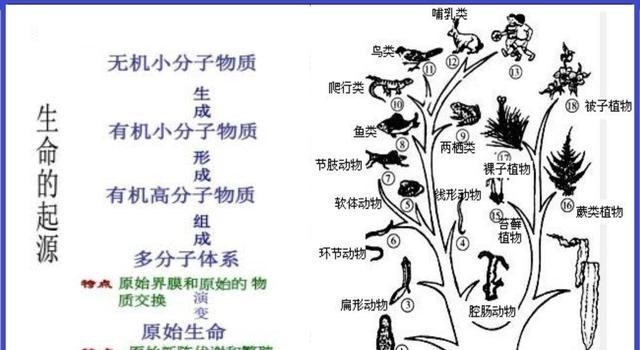 meta|如果进化论被推翻，人类还有哪些来源，神创论还会回归吗？