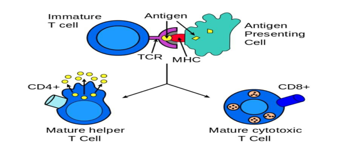 同基声|CD4水平正常就可以认为免疫系统没有问题了么？