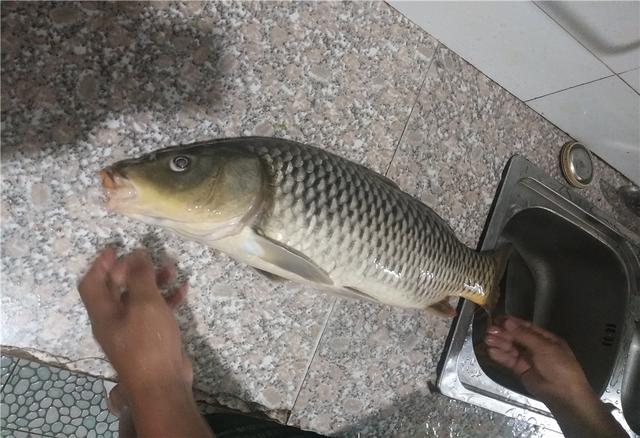 |钓鱼打窝的4个法则，水浅水深大不同，把握好了自然渔获多多