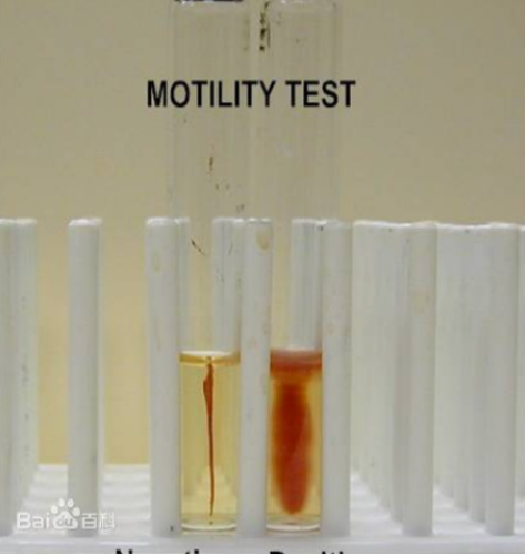 微生物 微生物知识点精选自整的，含852微生物的重点，干货满满！