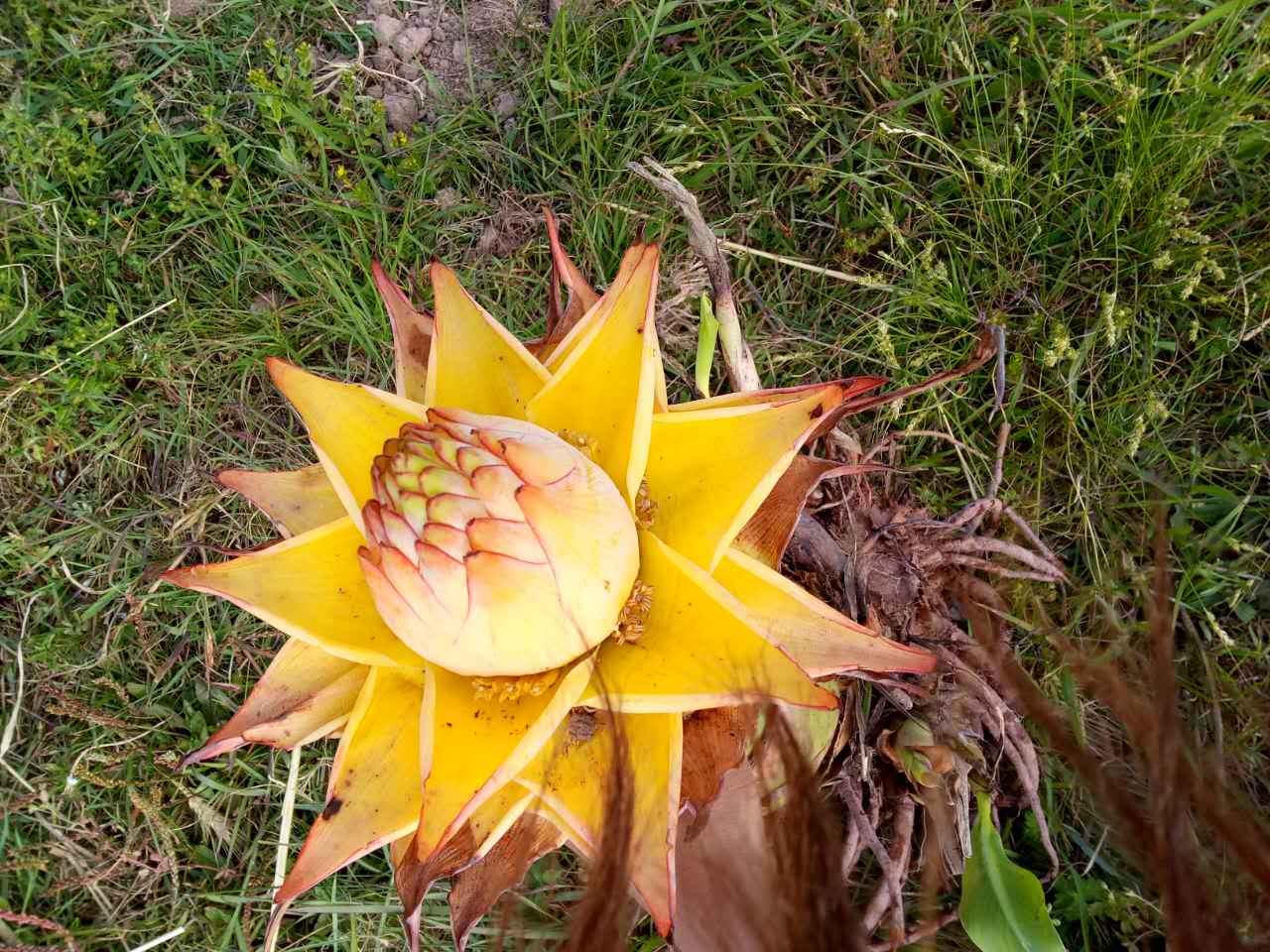 植物 常被误认为是香蕉，开花后才知道是“地涌金莲”，一经发现请移植