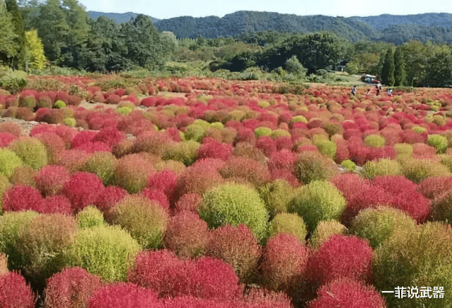 |这种植物有多“委屈”？在中国被当扫把用，在日本却身价百倍