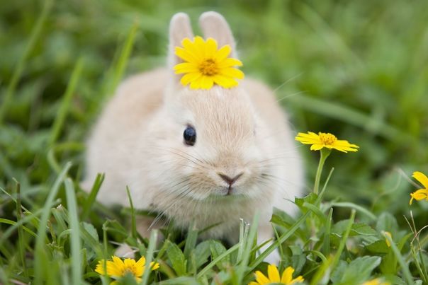 余绿一斗 88岁高僧发话：属兔人忌讳与以下几个属相结婚！