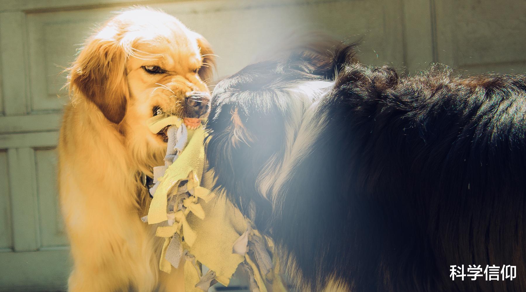 狂犬病致死率为何接近100%?打了疫苗就绝对安全吗?不一定