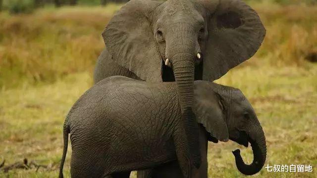 為什麼不從老死的大象身上取象牙，非要去獵殺它們？-圖10