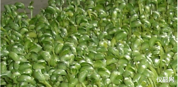 曾经以为鸡肋的豆芽机,没想到妙用多多,功能强大到再也不想扔了