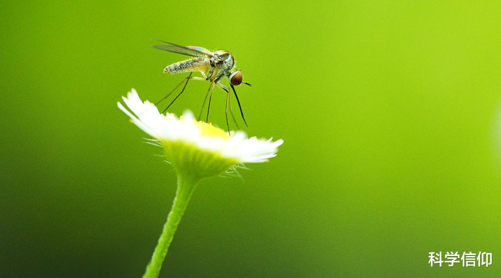 旅行者 蚊子不分公母，其实都爱吸血，只不过公蚊子需要拼死来吸血