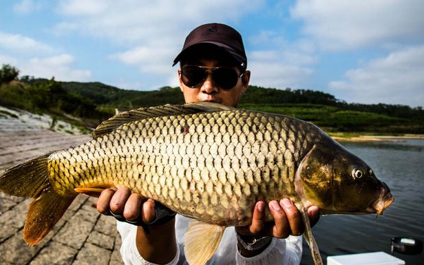 饵料|黑坑钓鱼能否上岸，关键要把握好三个阶段！——盛世三渔