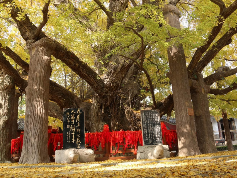 山东省 山东一千年风景区，素有“天然氧吧”之称，如今游客罕至将为3A