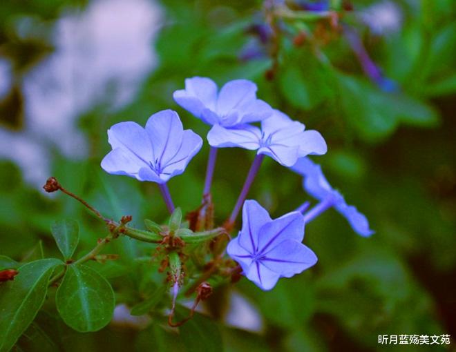 昕月蓝殇美文苑|爱在心中，是一种无言的美丽