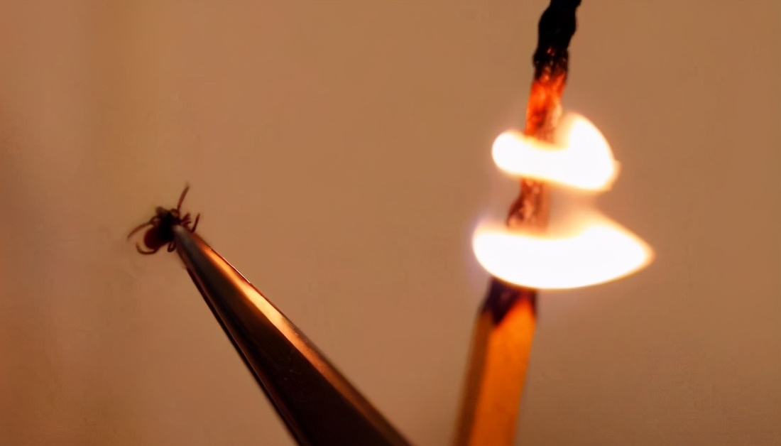 菁妈育儿|出生4天的婴儿被虫咬伤送医，夏天来了，让娃远离这种“毒虫”