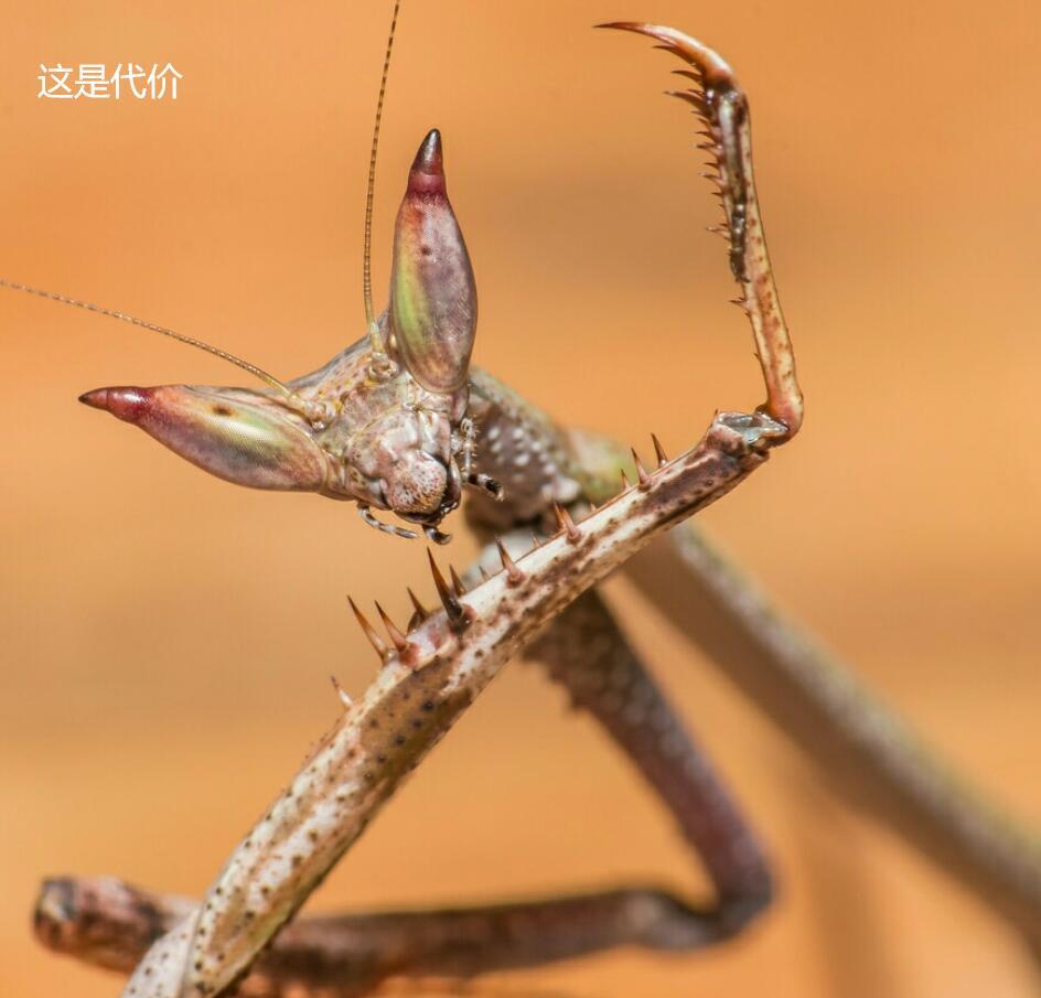 为了后代吃掉对象？这样的爱情敢要吗？真实情况是这样？打扰了