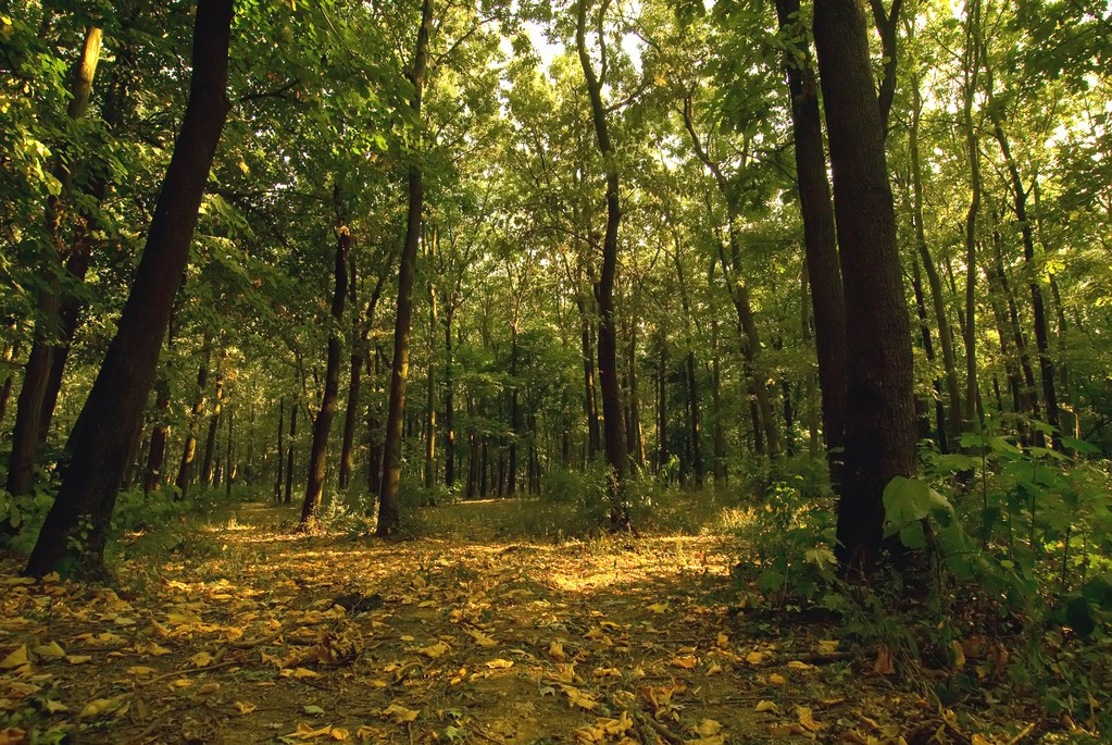 《生物多样性公约》通过已过去三十年,美国迟迟都不肯签署