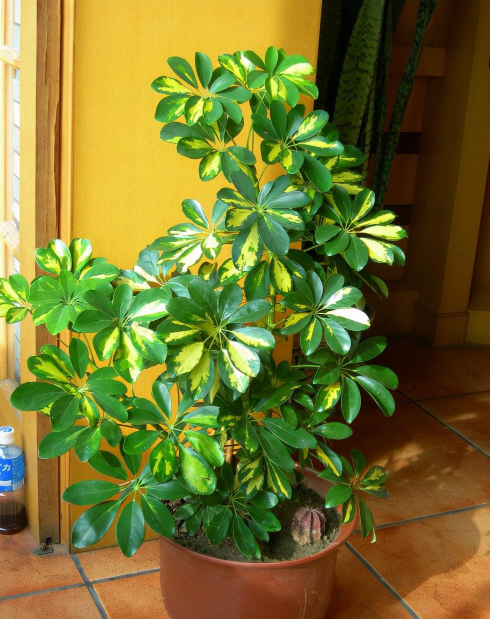 京跃伟哥|大门口种这三种树，不仅镇宅还旺财，你家种了吗？