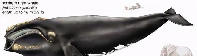 鲸鱼 露脊鲸为何有1000斤的睾丸？比蓝鲸重20倍，都是“多夫多妻”闹的