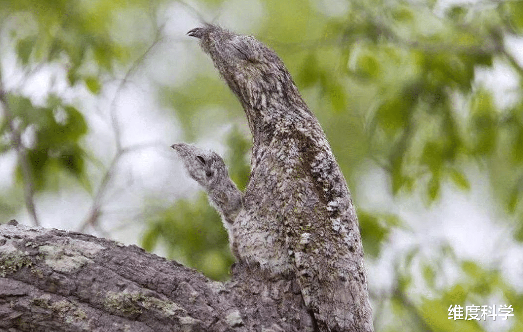 林鸱鸟和大麻鳽是真的能伪装，不仔细看，都发现不了它们！