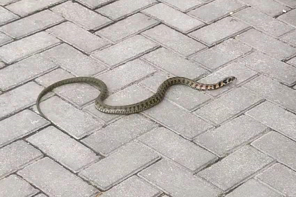 毒蛇 为何说鸡冠蛇是最毒的蛇？它真的存在吗？有没有人们口中那么可怕