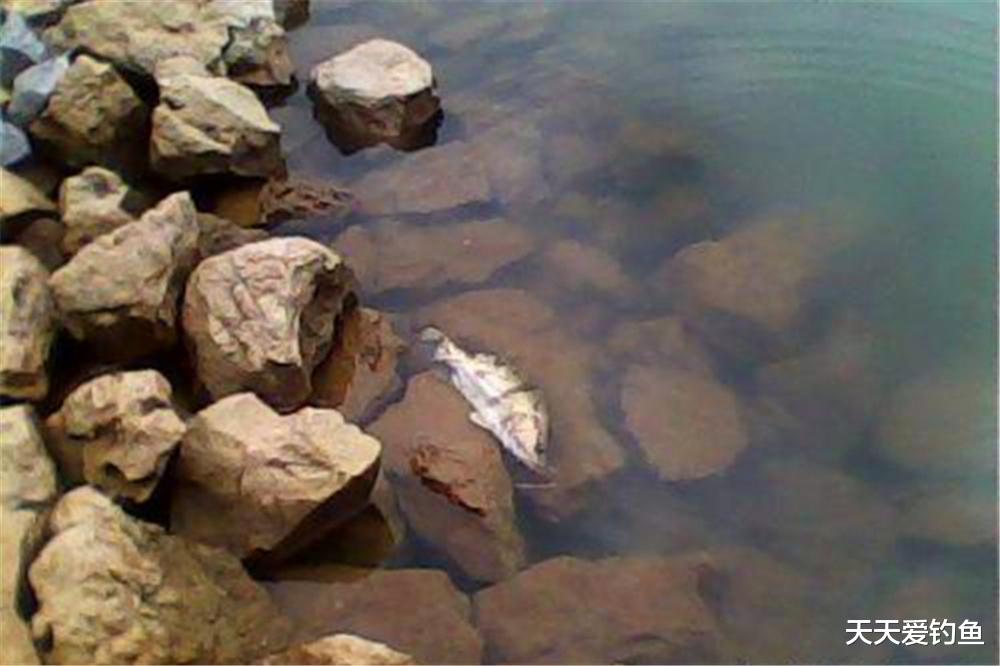 |野钓聚鱼技巧：这些“另类”做窝手法了解多少？人造鱼窝才是亮点