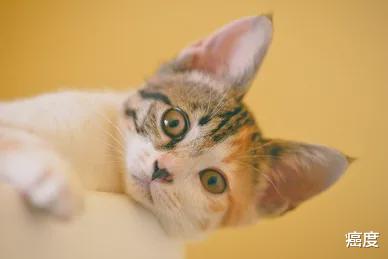 过敏性鼻炎|什么？寄生虫也能治癌症？