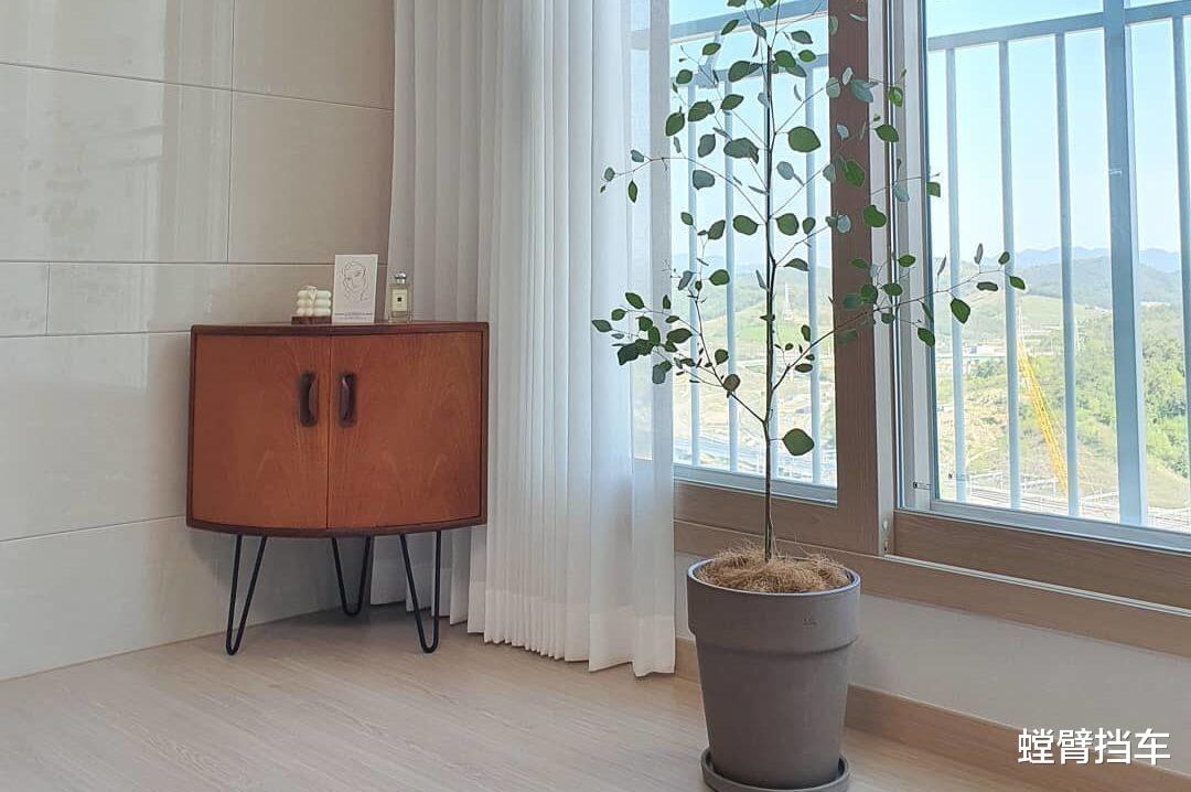 螳臂挡车|舍去枝繁叶茂的模样，以轻盈姿态为居家增添一抹清雅