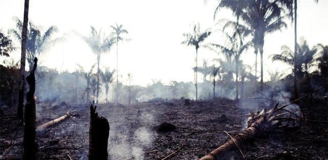 神经元 占森林面积20%的亚马逊雨林,是6600万年前受小行星撞击形成的?