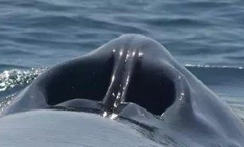 哺乳动物 每天喝400斤奶，长180斤肉，得长成啥样？