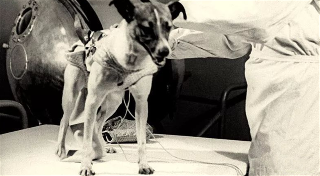 太空 它是第一个上太空的地球生物，在太空漂浮了64年，被人类铭记