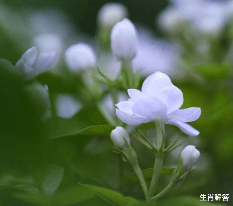 旧爱|8月底，旧爱复原，如愿以偿，喜极而泣，3生肖深情相爱，不离不弃