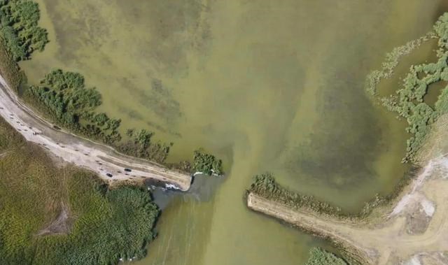 |因为钓鱼人的“贪婪”，这种淡水巨怪在欧洲成灾，其实我国也有