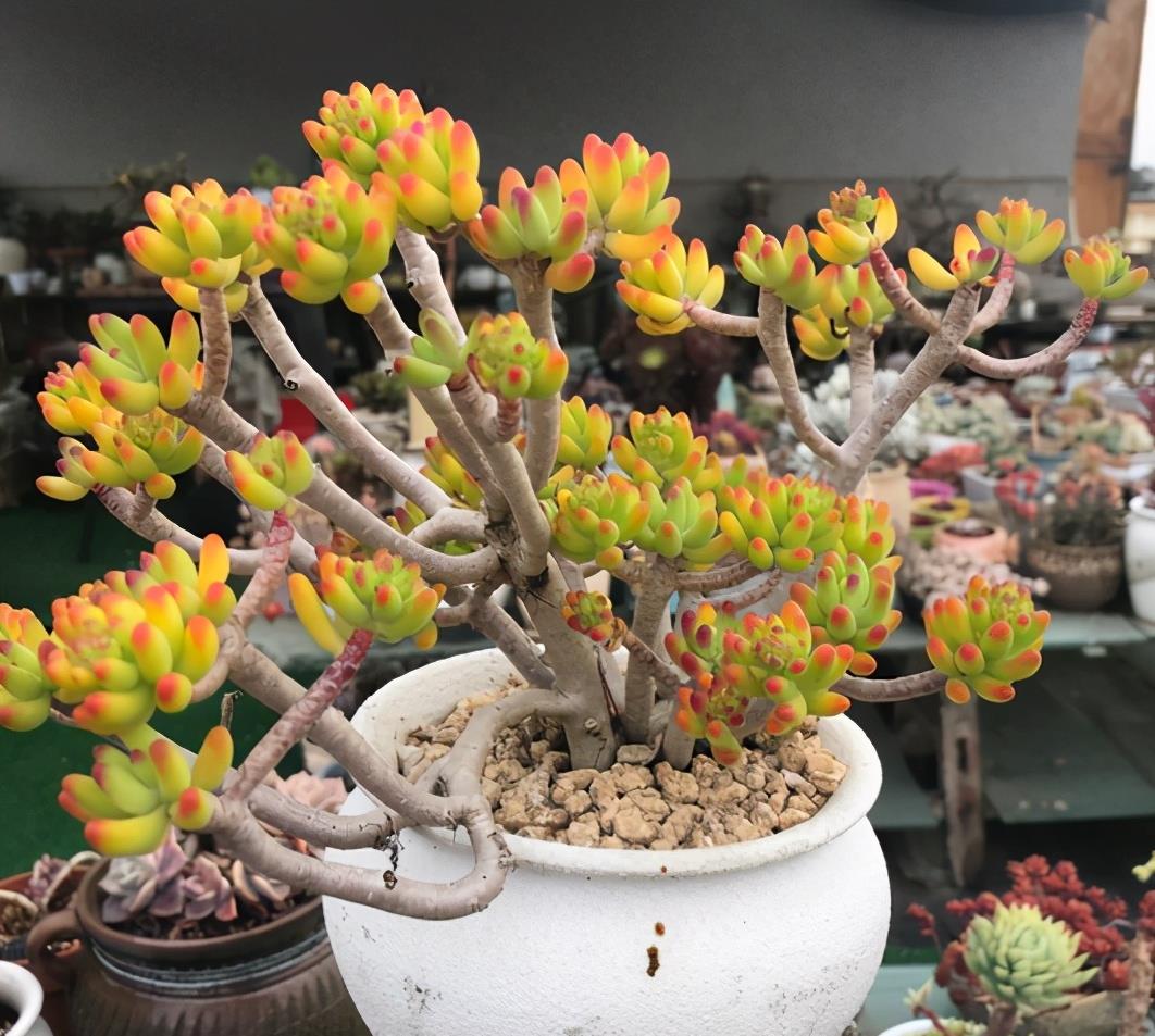 植萌|头一次见这么漂亮的八千代，5点做好，也能培育出好状态
