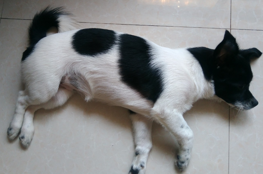 城外五十九 金毛走丢5小时后，自己跑到宠物医院求助，狗狗都很聪明吗？