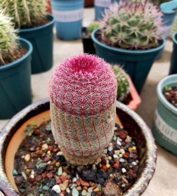 说说家装那点事儿|封闭阳台养多肉，不建议养景天科，严重缺光，夏季闷热，死亡率高