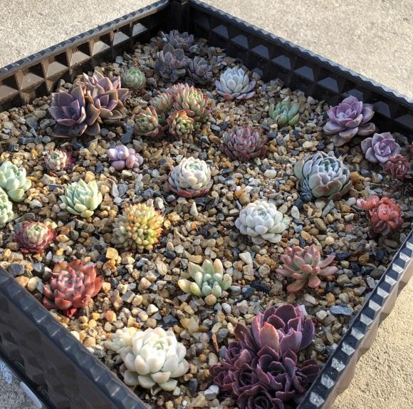 向阳园艺 多肉配土，搞清楚颗粒土，泥炭土，不懂不要乱配，吃大亏的