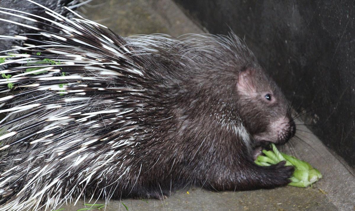 海洋生物 被天敌吞下肚子，也会奋力逃出生天，一起走近求生欲极强的动物