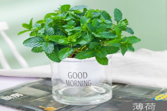 旗峰四季养生 神奇！薄荷还可以入药？