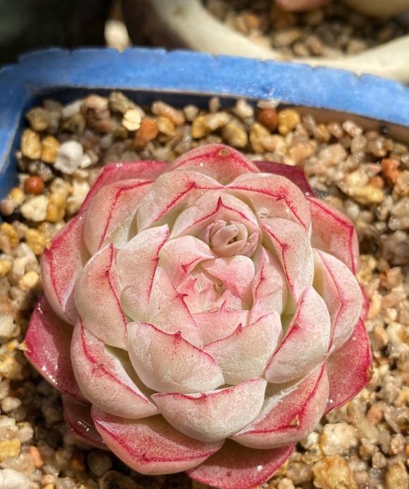 说说家装那点事儿|最受欢迎的10大多肉品种，颜值很高，深受花友喜欢，你养了吗