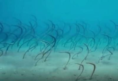 |男子河边钓鱼时发现水底有黑色丝带, 太好奇潜到水底细看后扭头就走