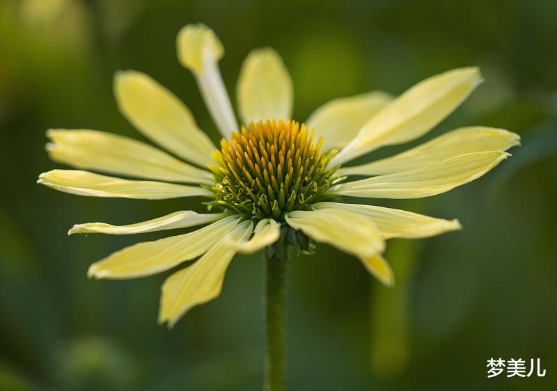 梦美儿|心里不安分的人，是婚姻的隐患