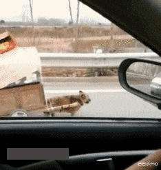 蚊子|“老婆早上回家,说是蚊子咬的?”神评暗示的已经很明显了